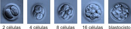 fases-embriao